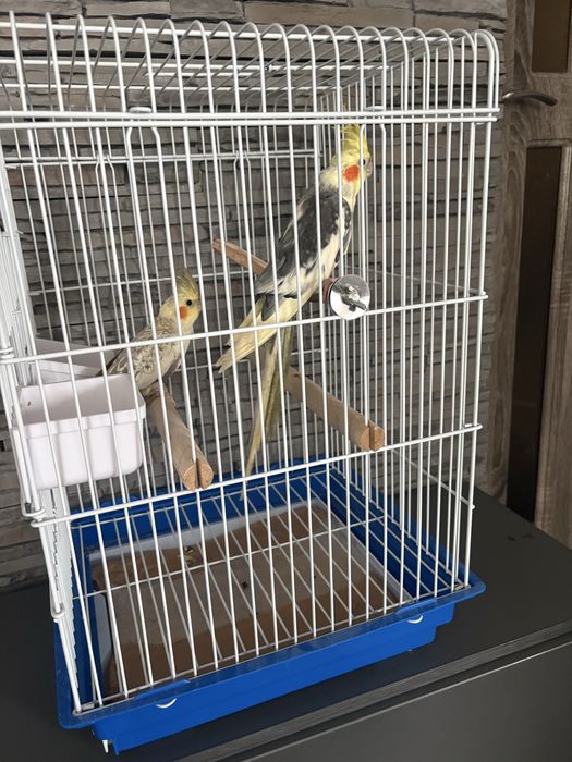 Pereche Nimfe tinere