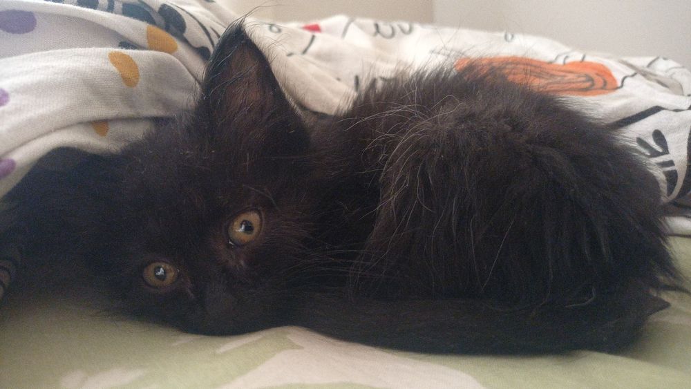 Котенок в добрые руки
