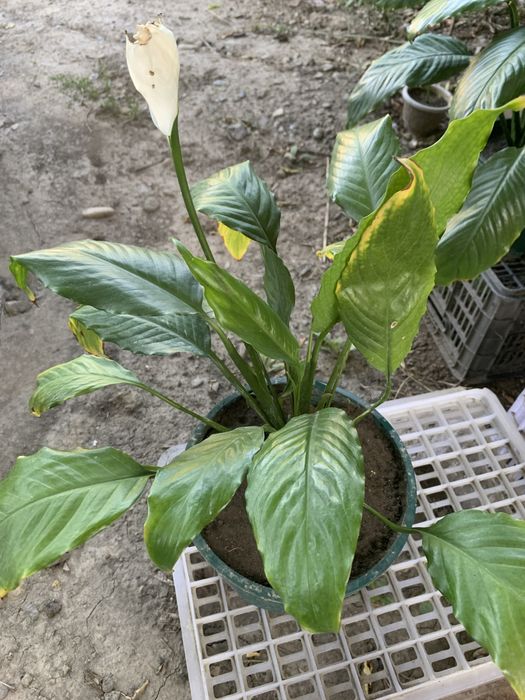 Продам домашнее растение