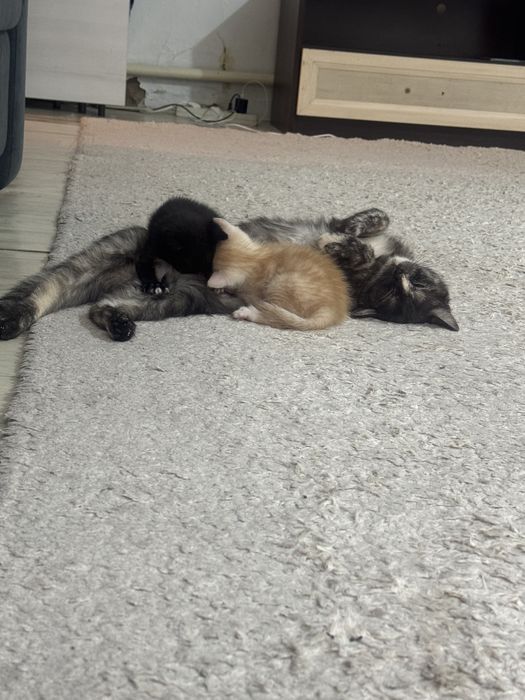 Котята ищут дом,очень ласковые