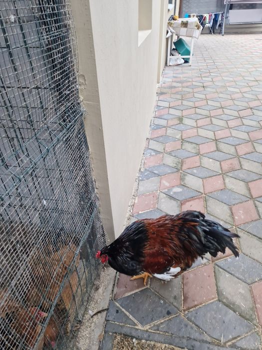 Vând Cocoșii Brahman