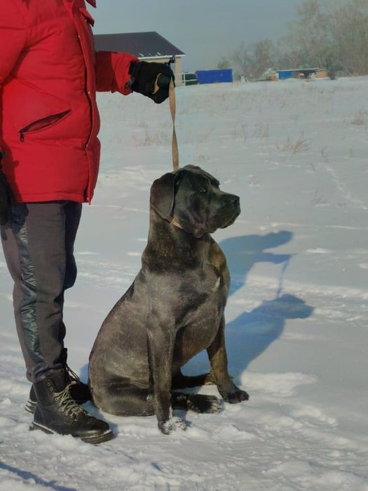 Продаётся девочка кане-корсо
