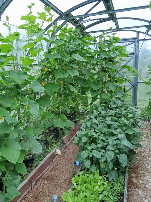 Продам дачу 6,5 соток