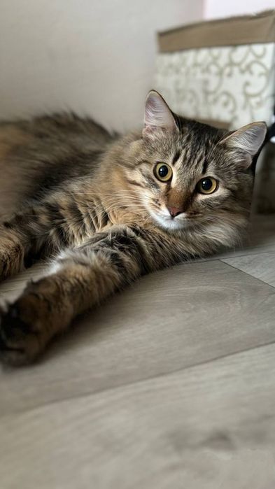 Отдам в добрые руки