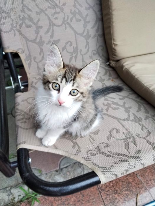 Котята ищут свой дом