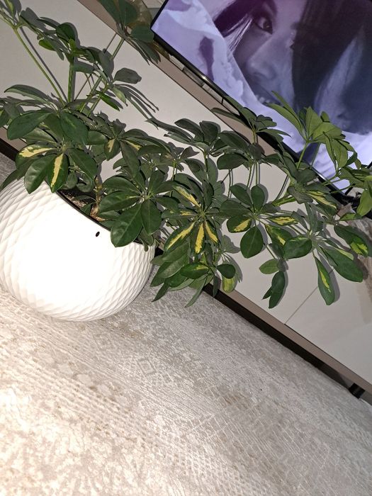 Продам шефлеру в кашпо