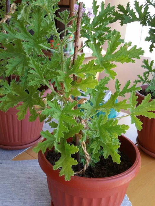 Индрише, красиво, ароматно!