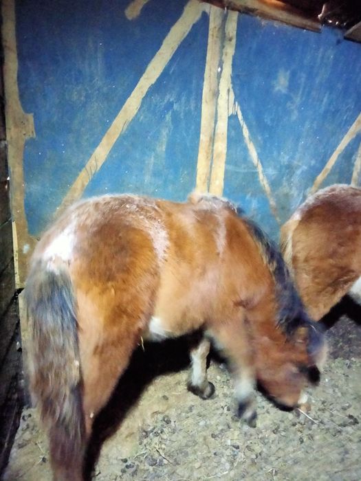 Продам жабагы еркек ургашы.