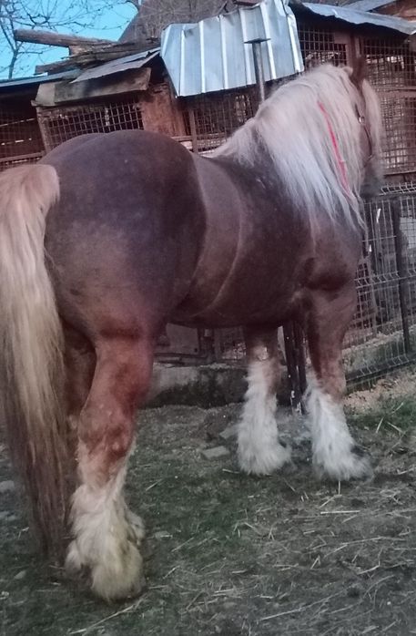 Armăsar greu pentru monta