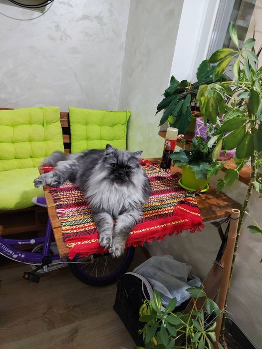 Персийски котарак