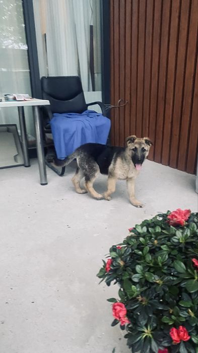 Немецкая овчарка