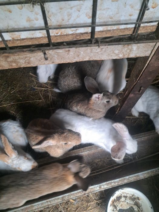 Кролики Калифорния