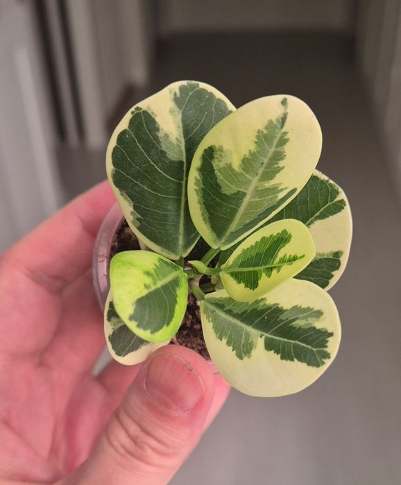 Фикусы разных сортов