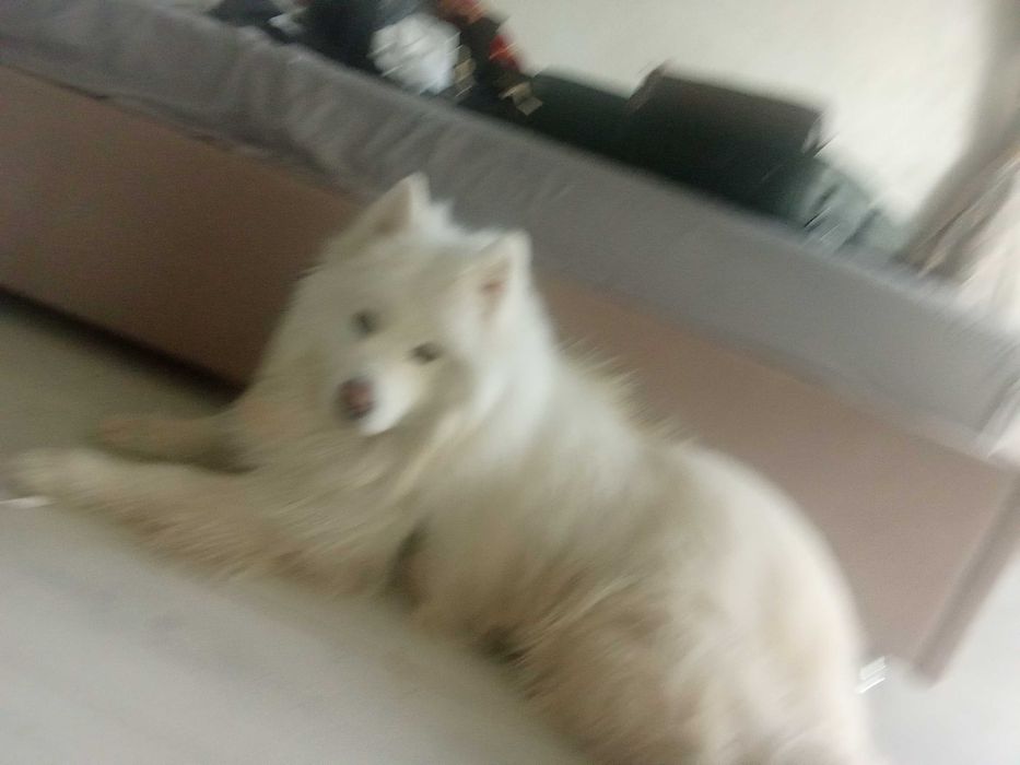 Самоедская Лайка