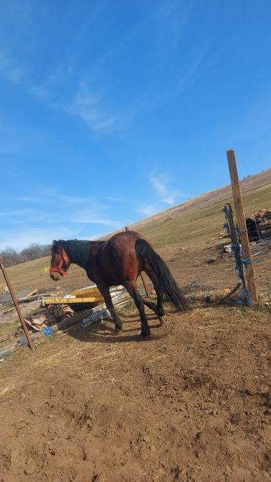 Armăsar și o vitea de 8 luni