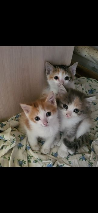 Котята! В добрые руки!!