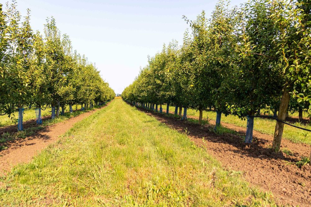 Продава се Земеделски имот в с. Братово, Област Бургас -  кв.м за 9211 €/дка - Снимка #3