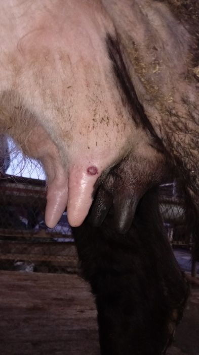 Қара -ала бесінші тума сауынды