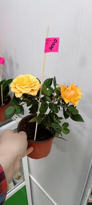 Розы в горшочке:3000 тенге