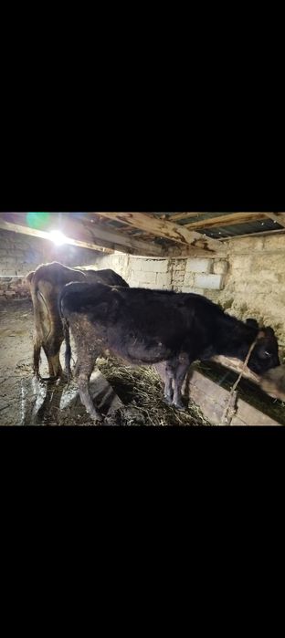 Коровы с теленками