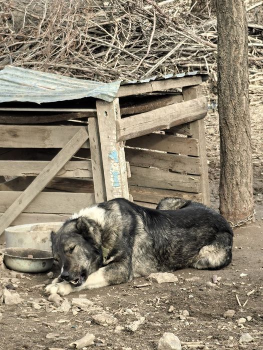 Сатылады шаруашылыкка