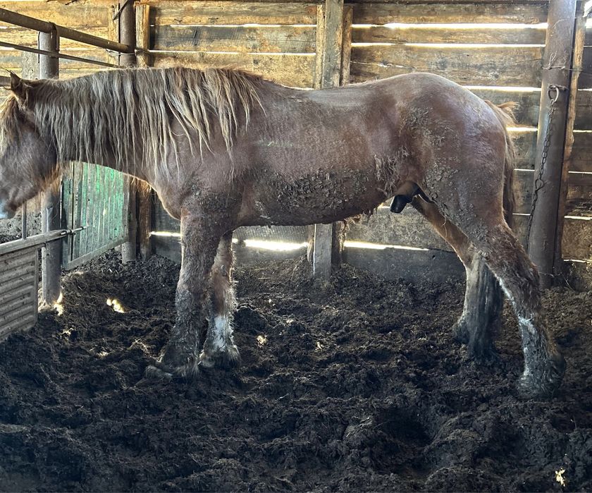 Жеребец советский тяж