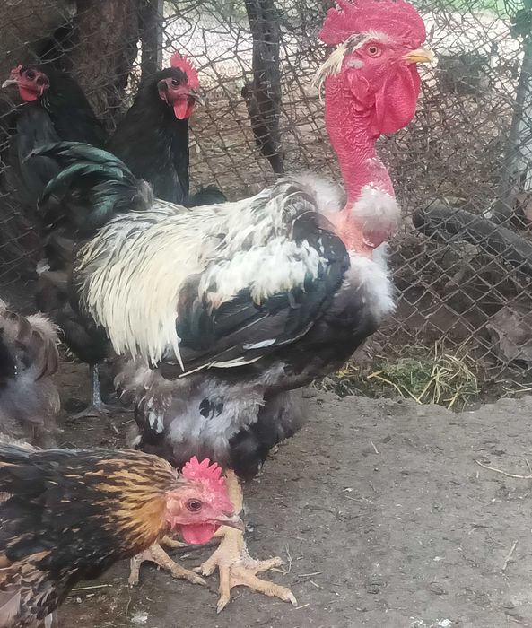 Продавам домашни петли