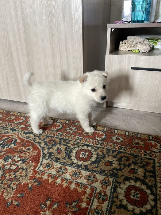 отдам даром крупный щенок