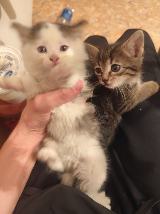 Раздача трёх котят.
