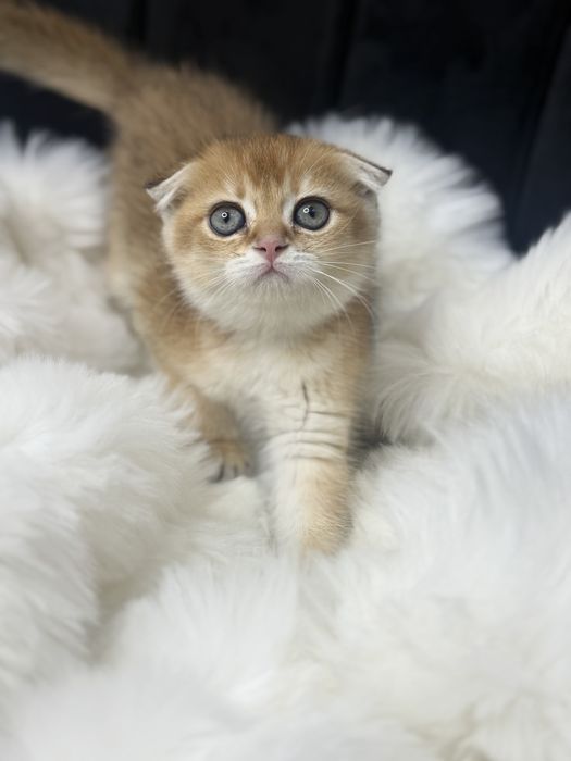 Золотая шиншилла фолд