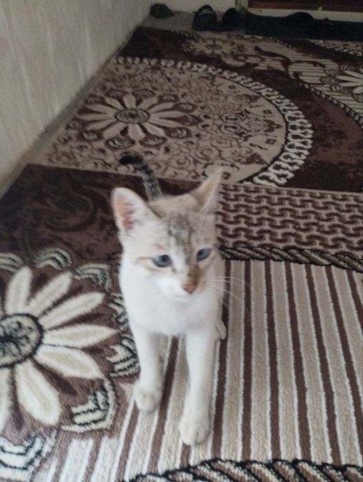 Mushuk bolasi sotiladi