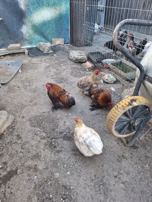 Vand 2 perechi cochinchina pitic