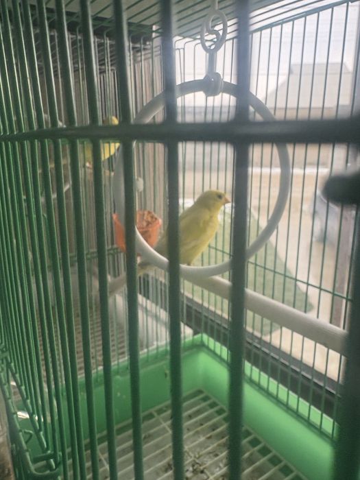 Продам кенар поющи