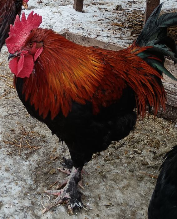 Vând Cocoși!! sau perechi de Araucana, Strumki și 1 Cocos Marans sau schimb tot cu Marans! Sau Araucana tot Araucana negru!