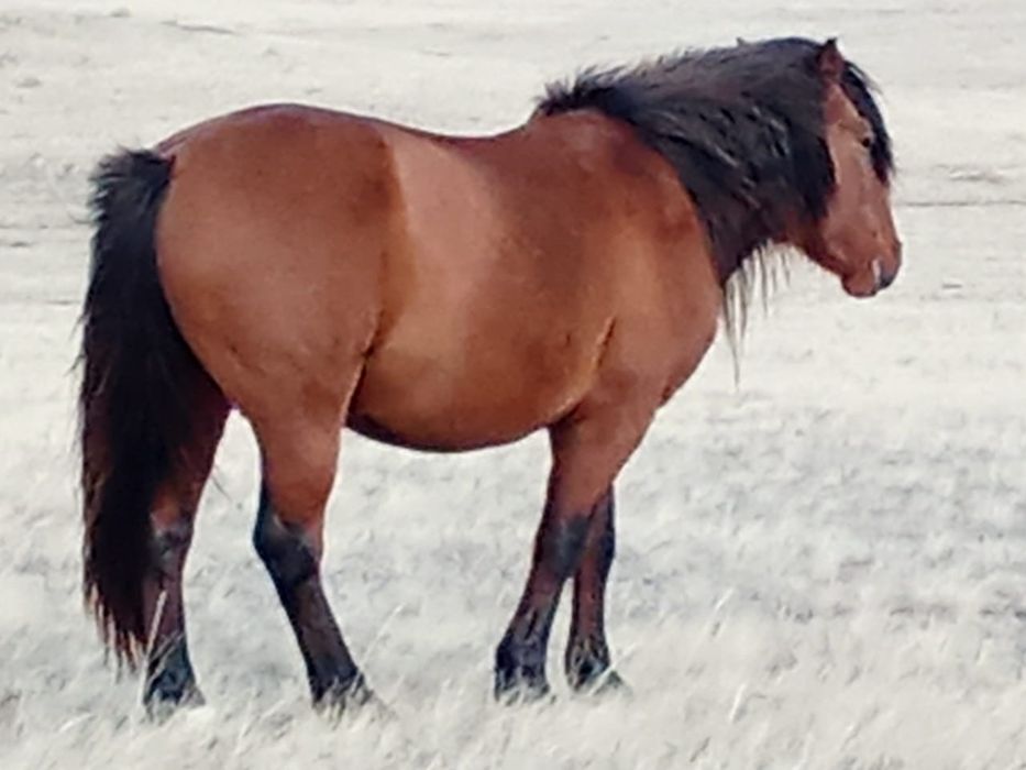 Айғыр сатылады .