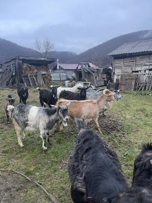 vand 10 capre 400 de lei negociabil