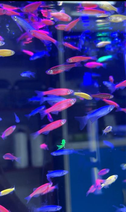 Рыбки Данио гло ассорти