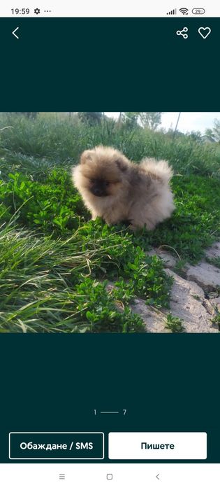 Померан и мини шпиц