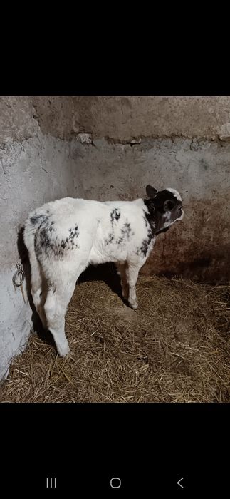 Vând vitea belgiana