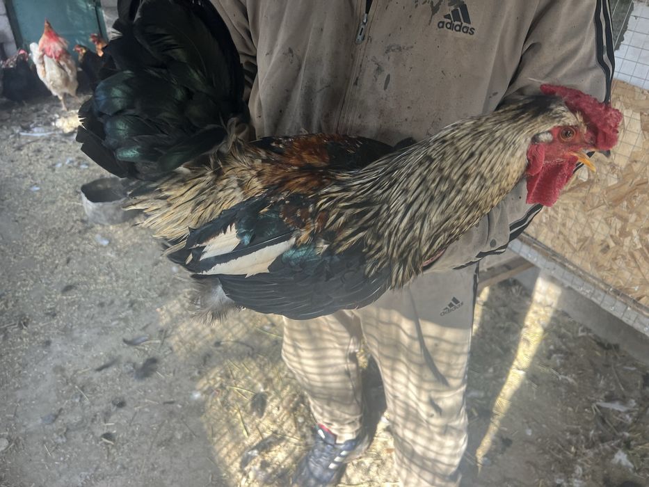Әтештер сатамын! Продам петухов!