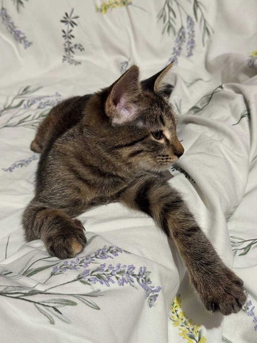 Котенок девочка окрас Табби 4 месяца. Бесплатно. Привита, есть паспорт