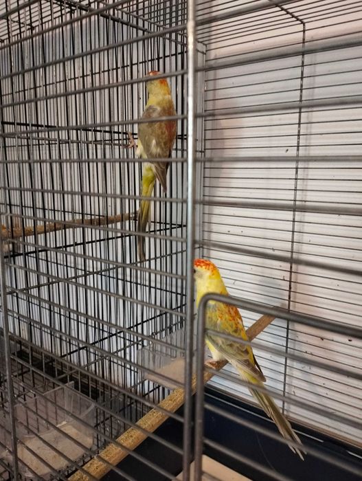 Papagali cântători și rosella, tineret.