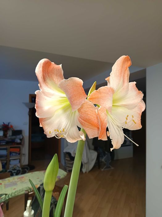 Амарилис семе от Нидерландия