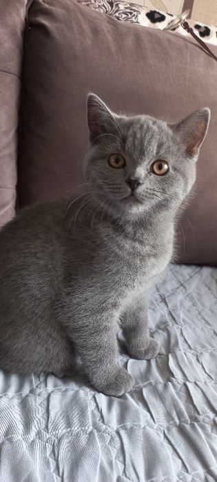 Чистокровные британские котята