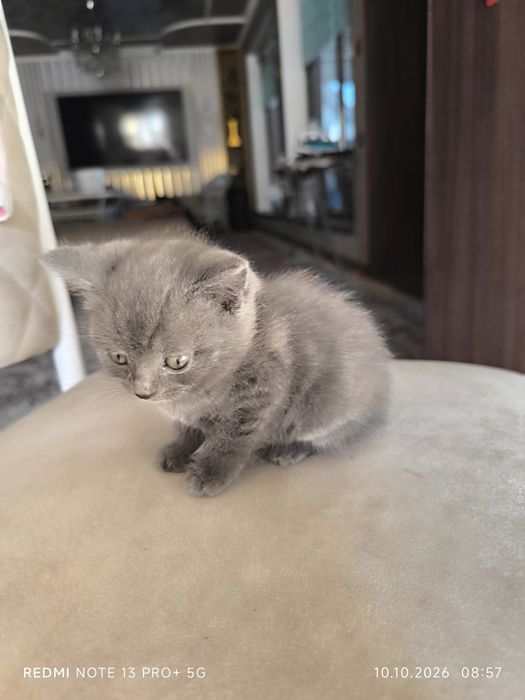 Котята вислоухие
