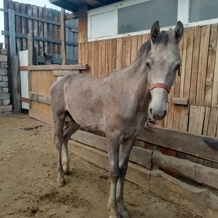Срочно продам тайчиков мальчик и девочек.
