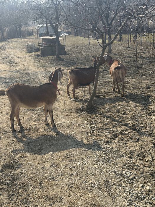 Capre anglonubian si alpina franceza