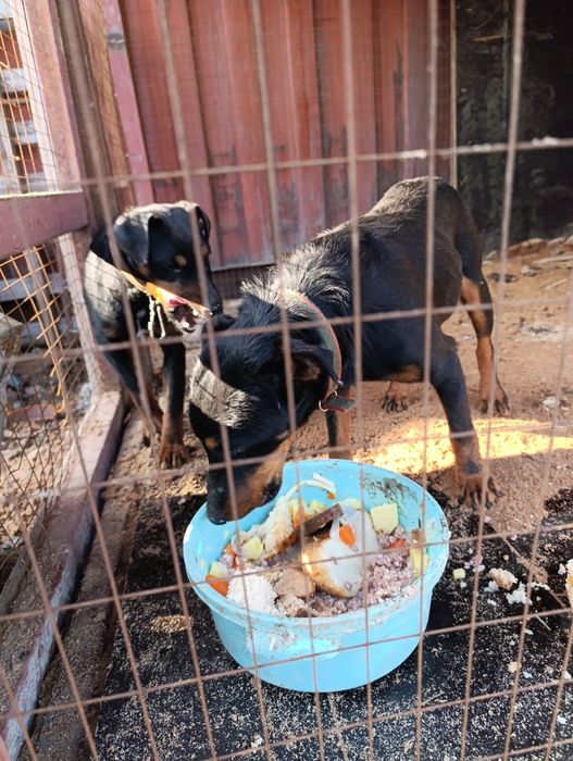 Продам як мальчик