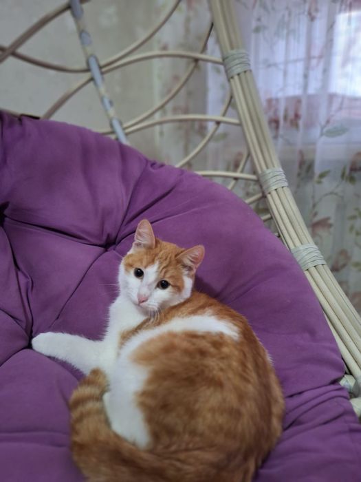 Отдам солнечного котика