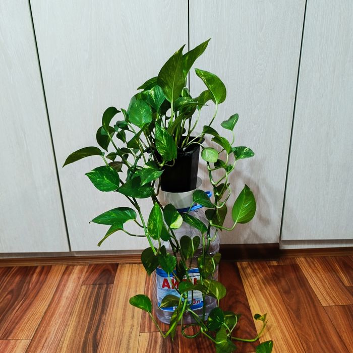 Комнатные растения -Эпипремнум